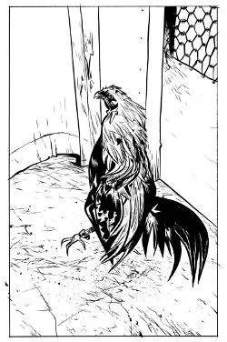 Black-and-white illustration of a gamecock. Drawn by Paul Pope.