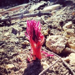 Day One: Snow Plant on the JMT