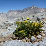 Mountain flora on the JMT.