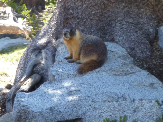 Yellow-bellied marmot on a rock.