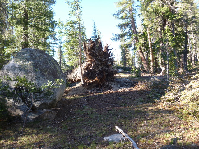 A downed tree on the John Muir Trail.