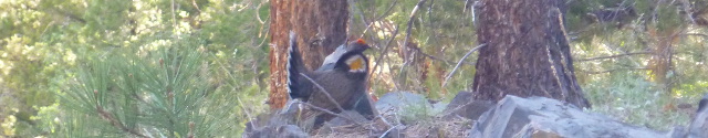 Blue Grouse