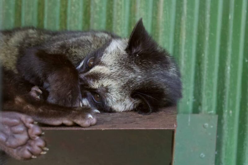 A captive civet is not a happy civet.
